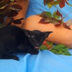 Olivia-female-Oriental-cat-puppy-for-sale-1 (3)
