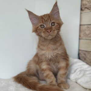 Orange Maine Coon