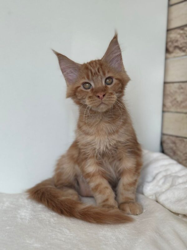 Orange Maine Coon