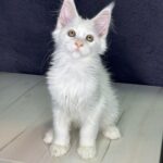Monica Maine Coon
