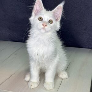Orchid Maine Coon