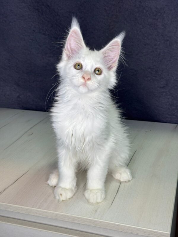 Orchid Maine Coon Orchid Maine Coon