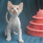 Ozick Devon Rex Ozick Devon Rex