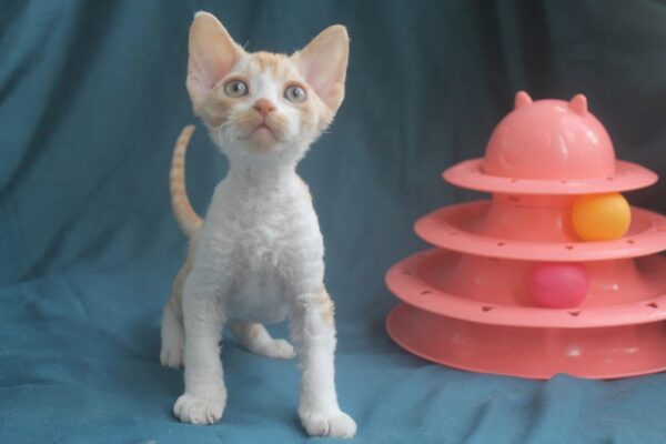 Osip Devon Rex