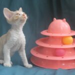 Osip-male-Devon-Rex-cat-puppy-for-sale-1 (2)