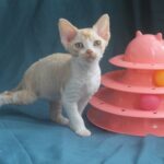 Osip-male-Devon-Rex-cat-puppy-for-sale-1 (3)