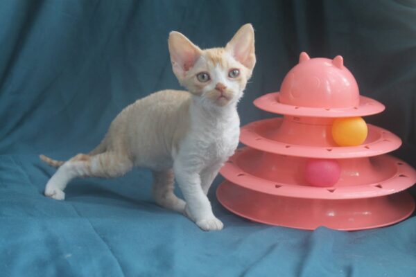 Osip Devon Rex