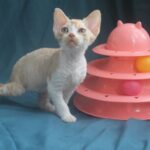 Osip-male-Devon-Rex-cat-puppy-for-sale-1 (4)