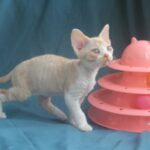 Osip-male-Devon-Rex-cat-puppy-for-sale-1 (5)