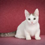 Borisfen Munchkin