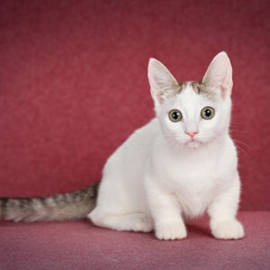 Ostin Munchkin