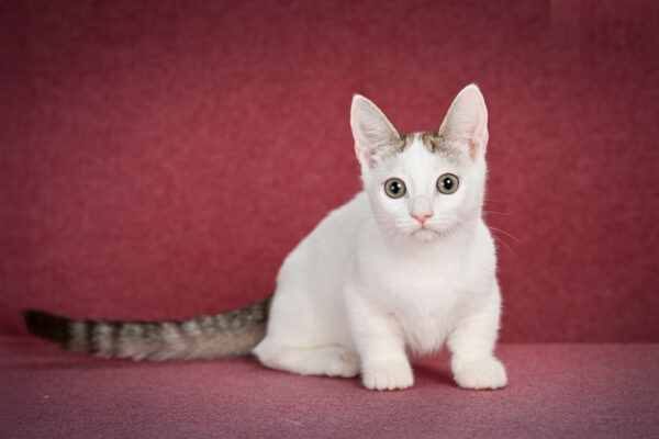 Ostin Munchkin
