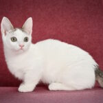 Ostin-male-munchkin-cat-puppy-for-sale-1 (2)