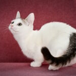 Ostin-male-munchkin-cat-puppy-for-sale-1 (3)