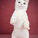 Ostin-male-munchkin-cat-puppy-for-sale-1 (4)