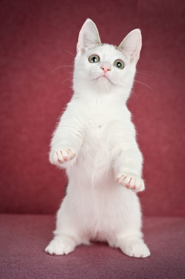 Ostin Munchkin