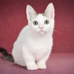 Ostin-male-munchkin-cat-puppy-for-sale-1 (5)