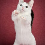 Ostin-male-munchkin-cat-puppy-for-sale-1 (6)