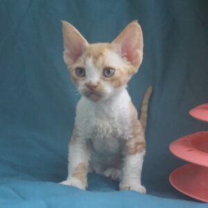 Ozick Devon Rex Ozick Devon Rex
