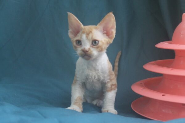 Ozick Devon Rex Ozick Devon Rex