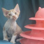 Ozick-male-Devon-Rex-cat-puppy-for-sale-1 (2)