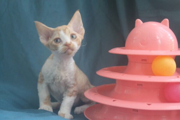 Ozick Devon Rex Ozick Devon Rex