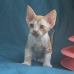 Ozick-male-Devon-Rex-cat-puppy-for-sale-1 (3)