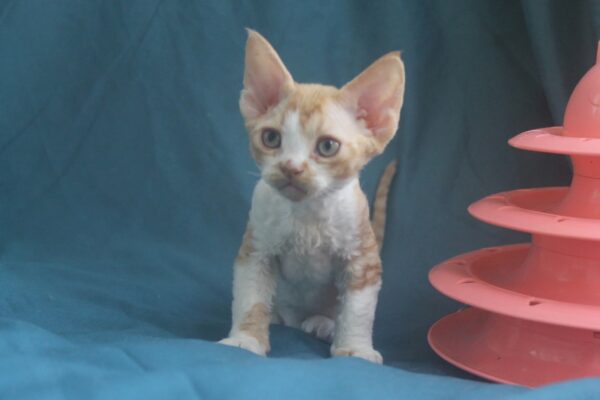 Ozick Devon Rex Ozick Devon Rex