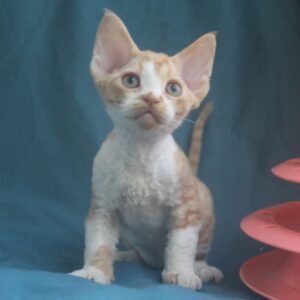 Ozick Devon Rex Ozick Devon Rex