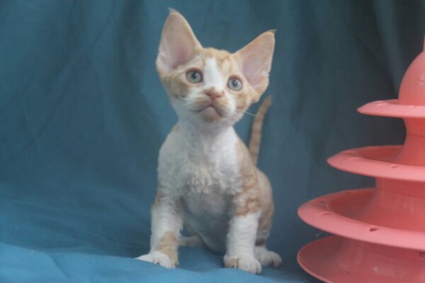 Ozick Devon Rex Ozick Devon Rex