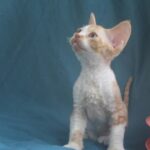 Ozick-male-Devon-Rex-cat-puppy-for-sale-1 (5)