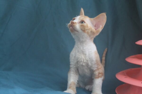 Ozick Devon Rex Ozick Devon Rex