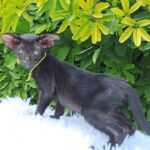Ozzy-female-Oriental-cat-puppy-for-sale-1 (1)