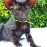 Ozzy-female-Oriental-cat-puppy-for-sale-1 (2)