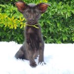 Ozzy-female-Oriental-cat-puppy-for-sale-1 (3)
