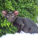 Ozzy-female-Oriental-cat-puppy-for-sale-1 (4)