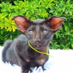 Ozzy-female-Oriental-cat-puppy-for-sale-1 (5)