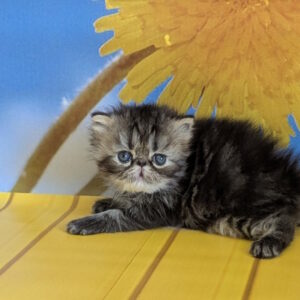 Pandora Persian