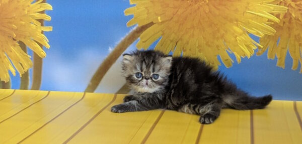Pandora Persian