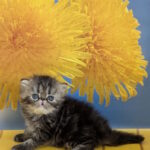 Pandora-female-Persian-cat-puppy-for-sale-1 (2)