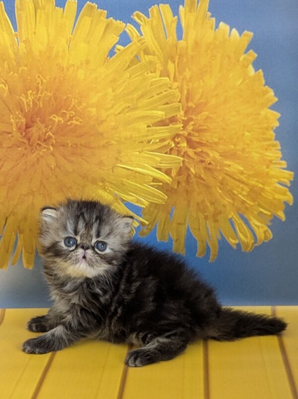 Pandora Persian