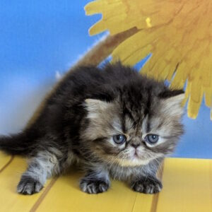 Pandora Persian