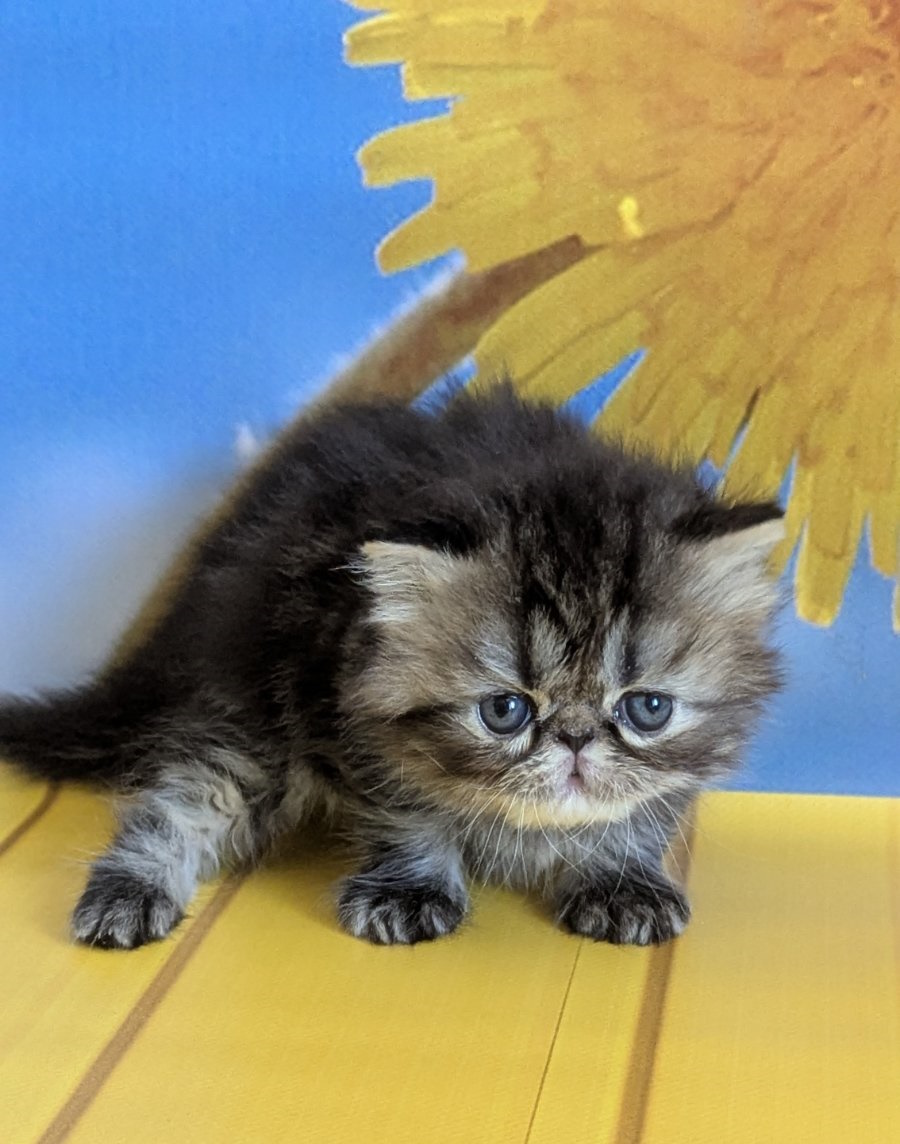Pandora Persian