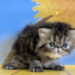 Pandora-female-Persian-cat-puppy-for-sale-1 (4)
