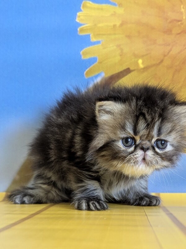 Pandora Persian