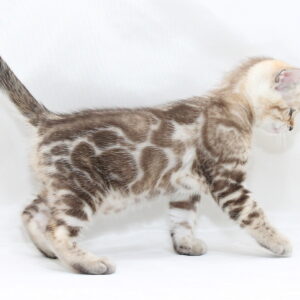 Prada Bengal