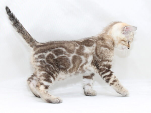 Prada Bengal
