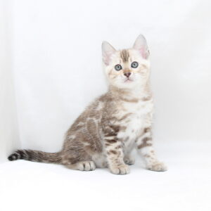 Prada Bengal