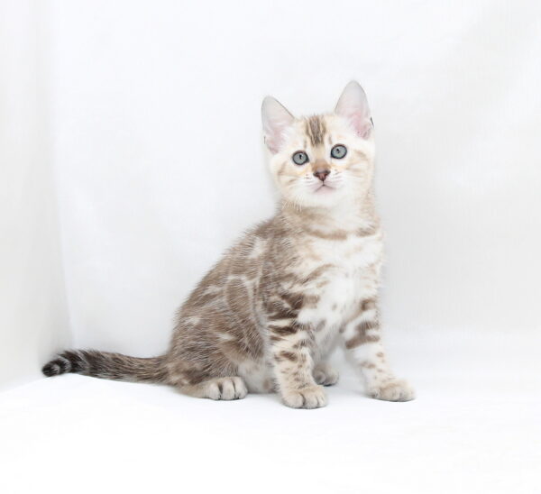 Prada Bengal