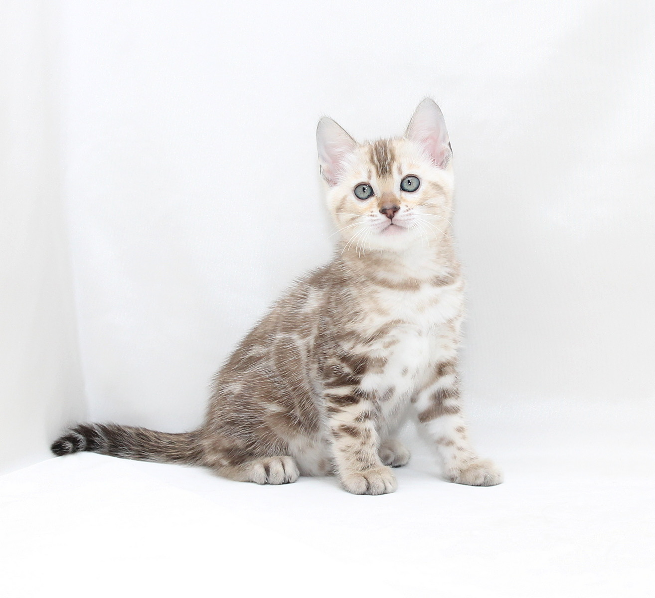 Prada Bengal